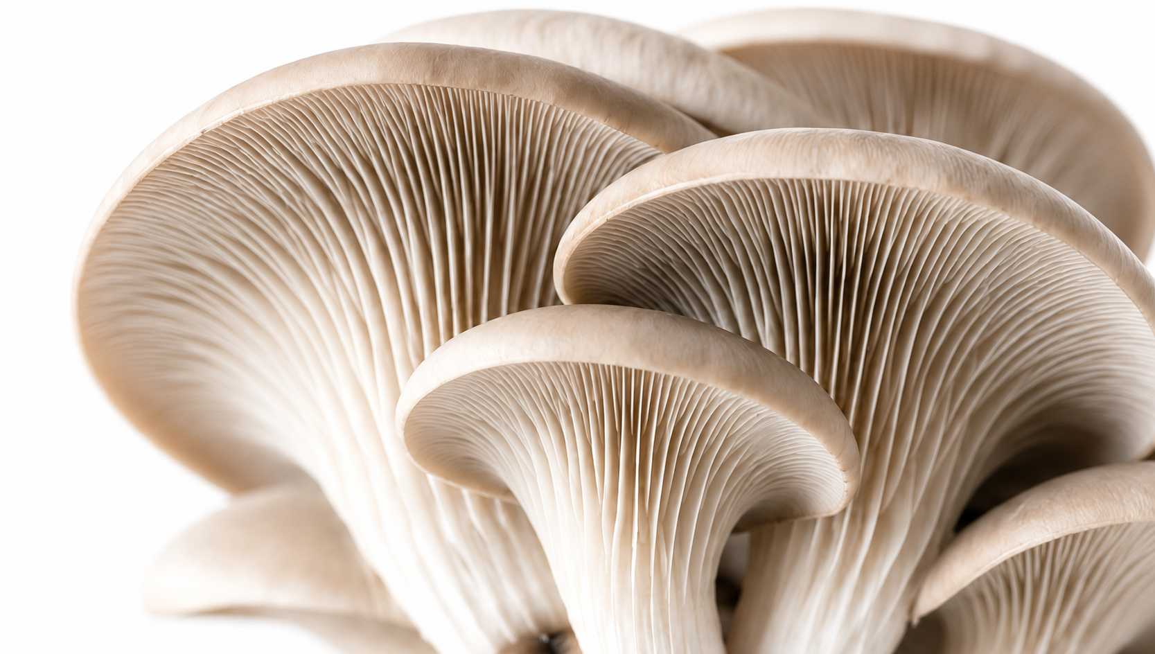 Close-up oyster mushrooms showing pale gills